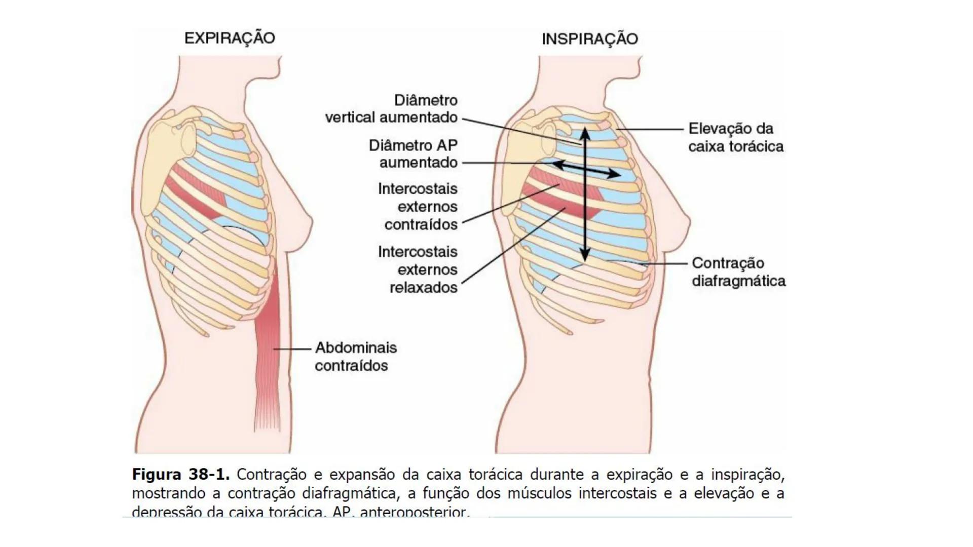MECÂNICA
DA
RESPIRAÇÃO Referência Bibliográfica
Guyton & Hall
TRATADO DE
Fisiologia
Médica
gen
GUANABARA
KOOGAN
14ª EDIÇÃO
JOHN E. HALL
MI