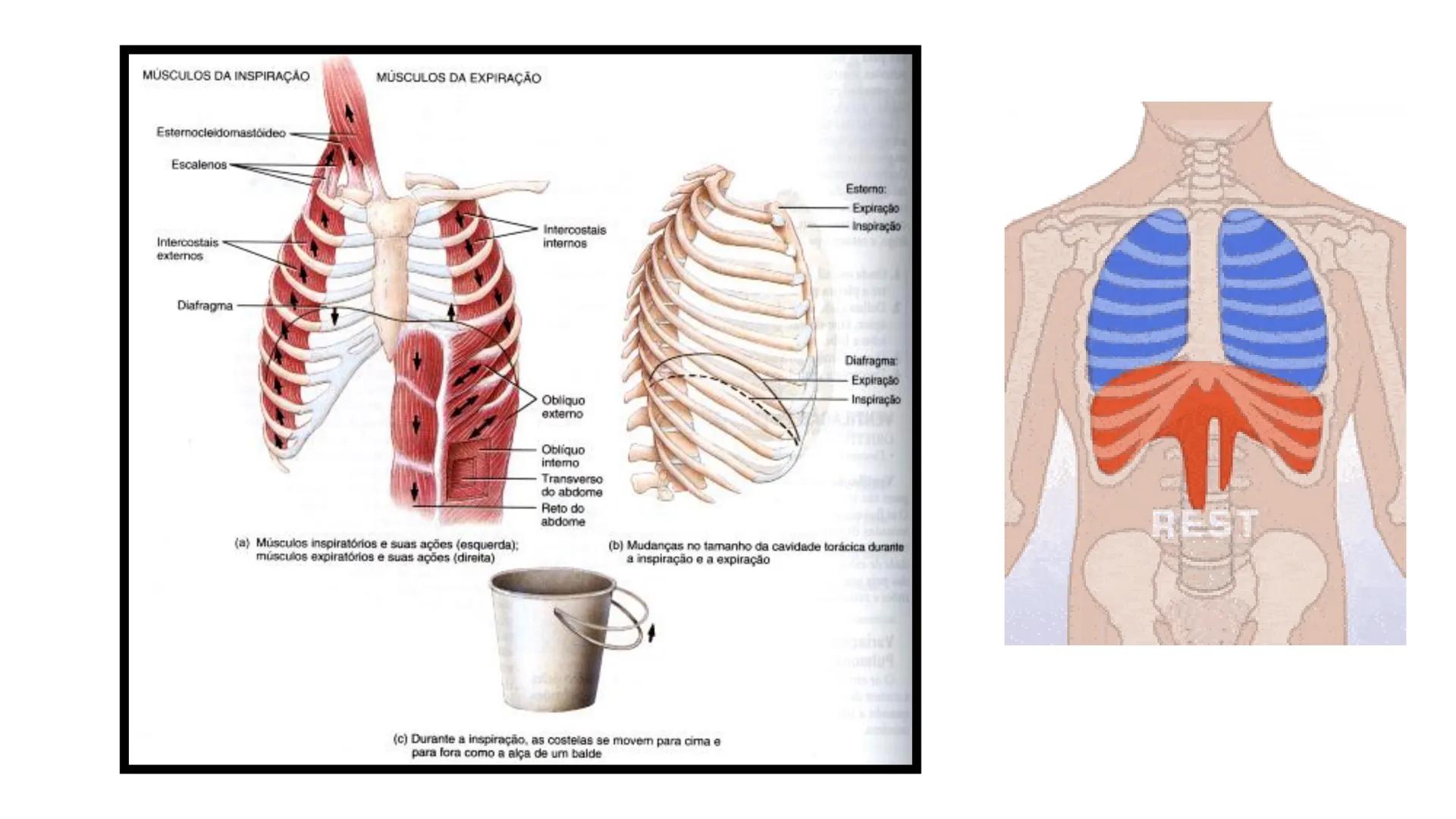 MECÂNICA
DA
RESPIRAÇÃO Referência Bibliográfica
Guyton & Hall
TRATADO DE
Fisiologia
Médica
gen
GUANABARA
KOOGAN
14ª EDIÇÃO
JOHN E. HALL
MI