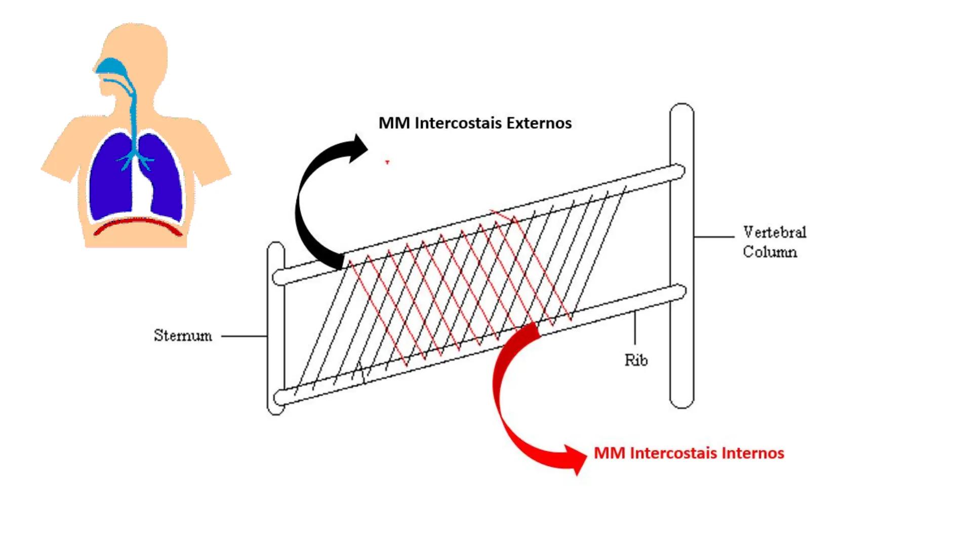 MECÂNICA
DA
RESPIRAÇÃO Referência Bibliográfica
Guyton & Hall
TRATADO DE
Fisiologia
Médica
gen
GUANABARA
KOOGAN
14ª EDIÇÃO
JOHN E. HALL
MI