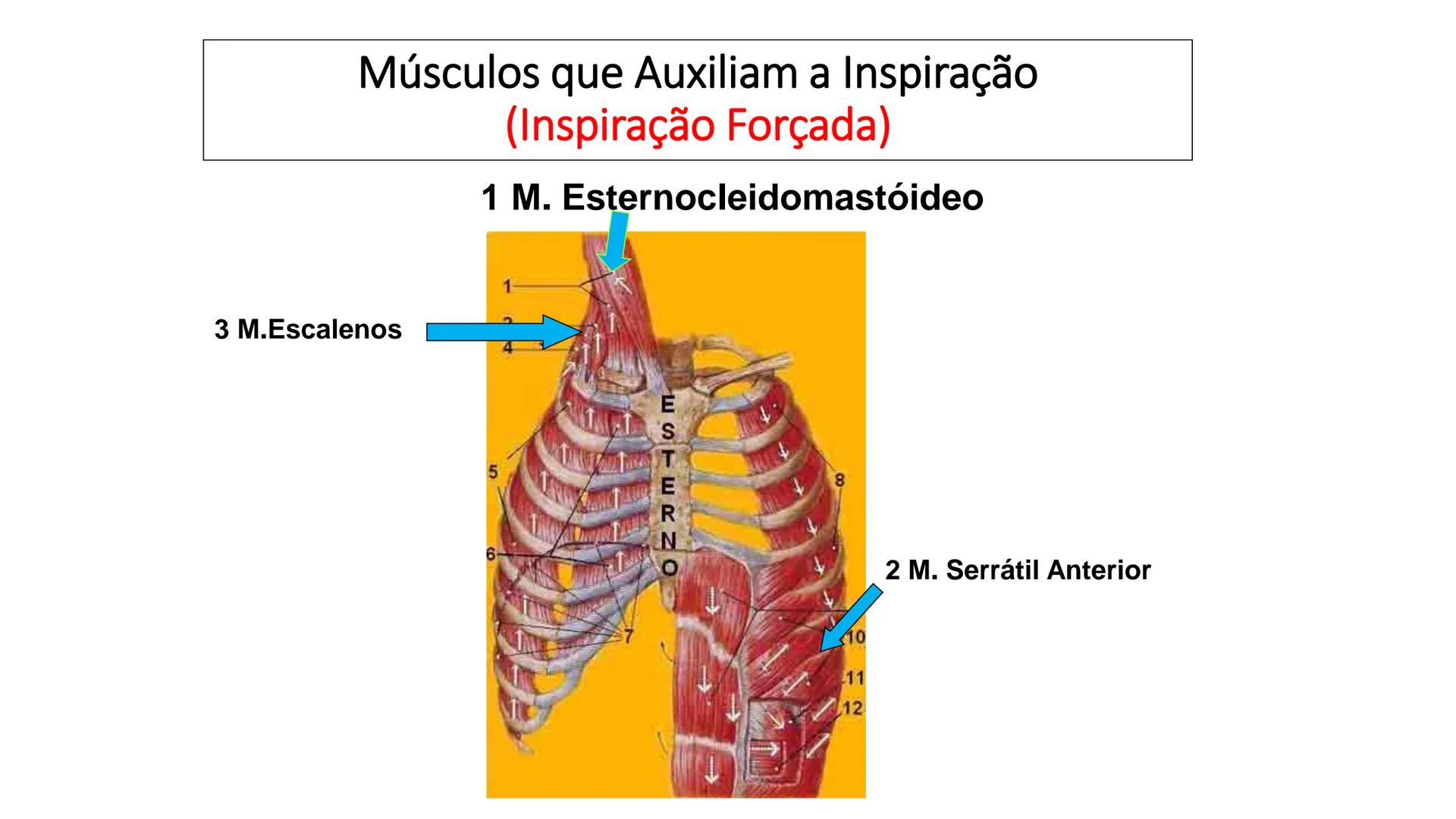 MECÂNICA
DA
RESPIRAÇÃO Referência Bibliográfica
Guyton & Hall
TRATADO DE
Fisiologia
Médica
gen
GUANABARA
KOOGAN
14ª EDIÇÃO
JOHN E. HALL
MI
