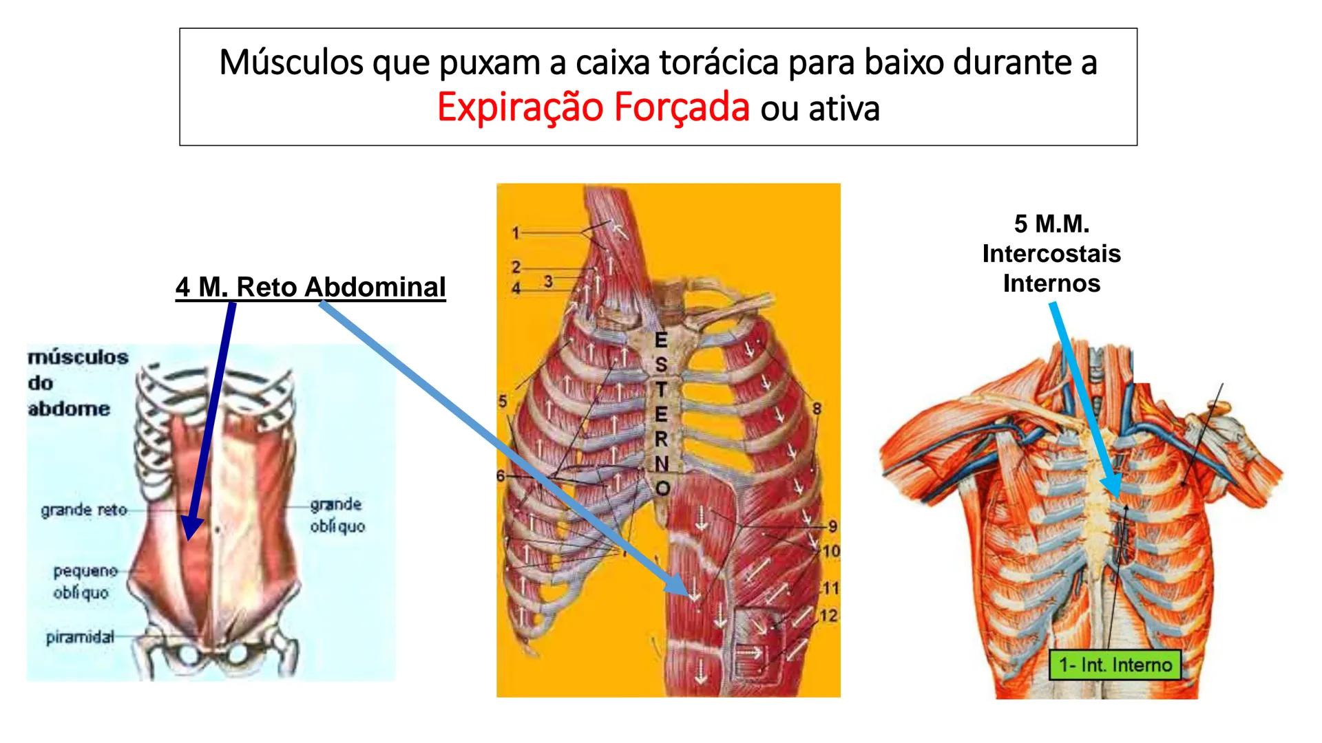 MECÂNICA
DA
RESPIRAÇÃO Referência Bibliográfica
Guyton & Hall
TRATADO DE
Fisiologia
Médica
gen
GUANABARA
KOOGAN
14ª EDIÇÃO
JOHN E. HALL
MI