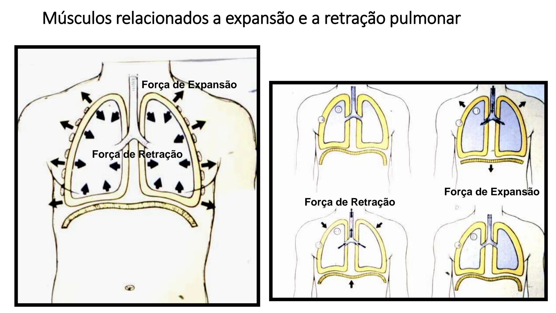 MECÂNICA
DA
RESPIRAÇÃO Referência Bibliográfica
Guyton & Hall
TRATADO DE
Fisiologia
Médica
gen
GUANABARA
KOOGAN
14ª EDIÇÃO
JOHN E. HALL
MI