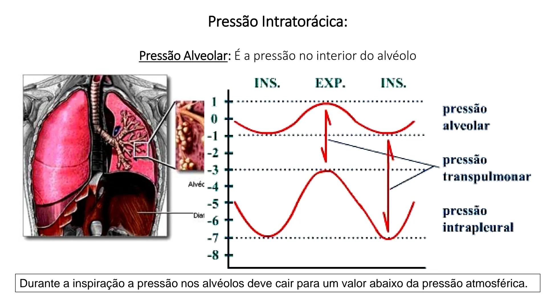 MECÂNICA
DA
RESPIRAÇÃO Referência Bibliográfica
Guyton & Hall
TRATADO DE
Fisiologia
Médica
gen
GUANABARA
KOOGAN
14ª EDIÇÃO
JOHN E. HALL
MI