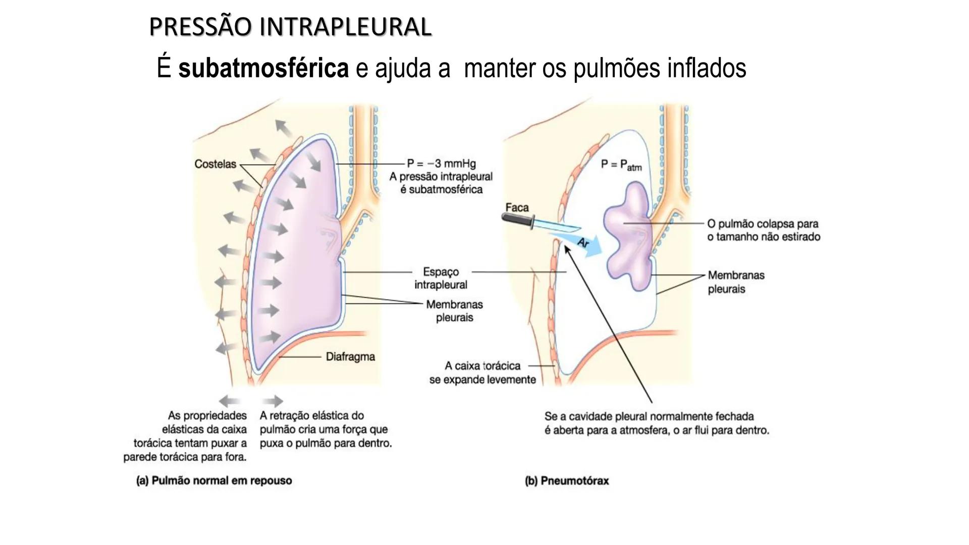 MECÂNICA
DA
RESPIRAÇÃO Referência Bibliográfica
Guyton & Hall
TRATADO DE
Fisiologia
Médica
gen
GUANABARA
KOOGAN
14ª EDIÇÃO
JOHN E. HALL
MI