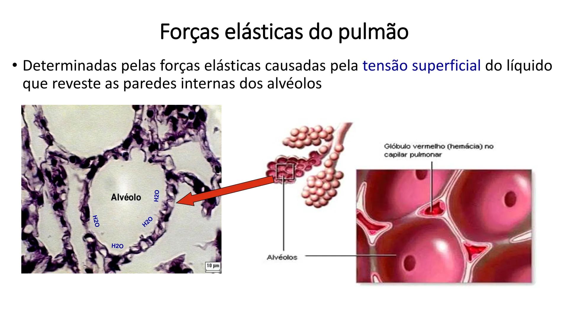 MECÂNICA
DA
RESPIRAÇÃO Referência Bibliográfica
Guyton & Hall
TRATADO DE
Fisiologia
Médica
gen
GUANABARA
KOOGAN
14ª EDIÇÃO
JOHN E. HALL
MI