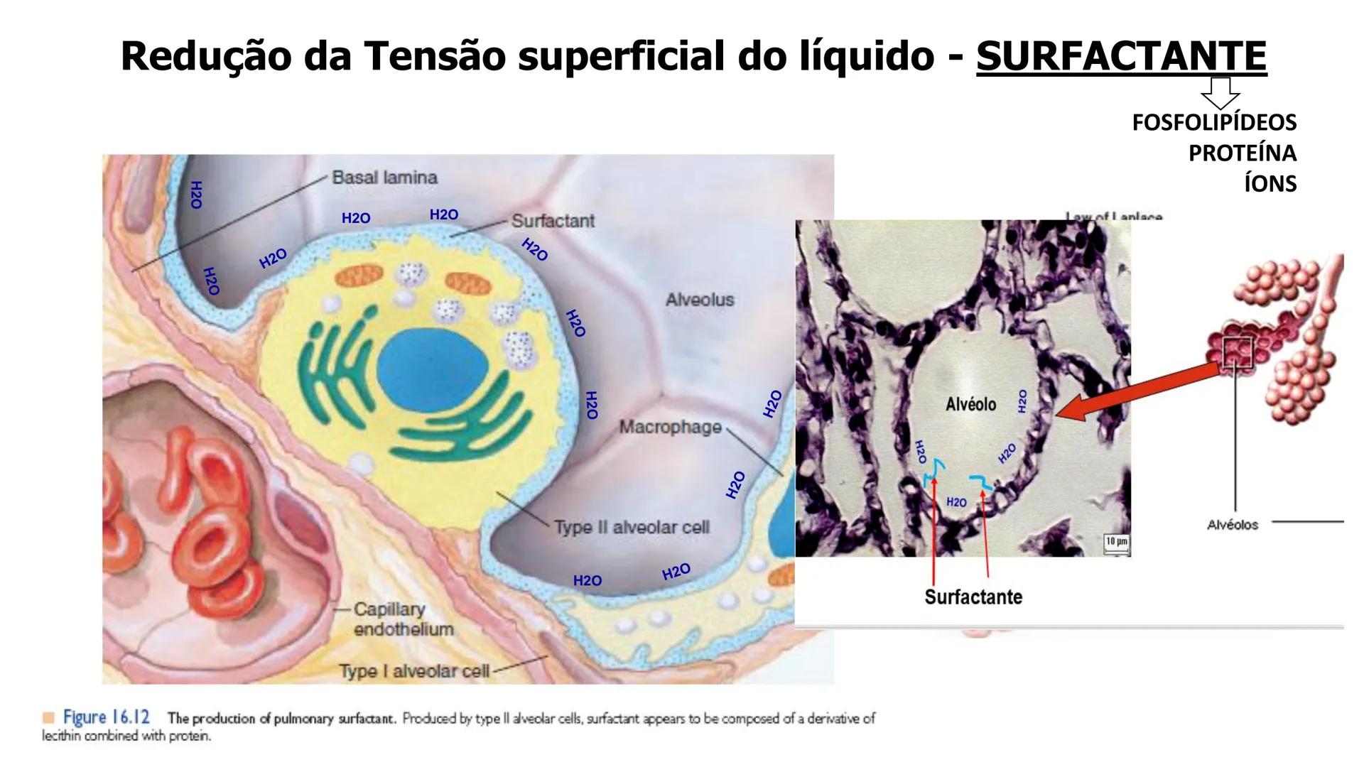 MECÂNICA
DA
RESPIRAÇÃO Referência Bibliográfica
Guyton & Hall
TRATADO DE
Fisiologia
Médica
gen
GUANABARA
KOOGAN
14ª EDIÇÃO
JOHN E. HALL
MI