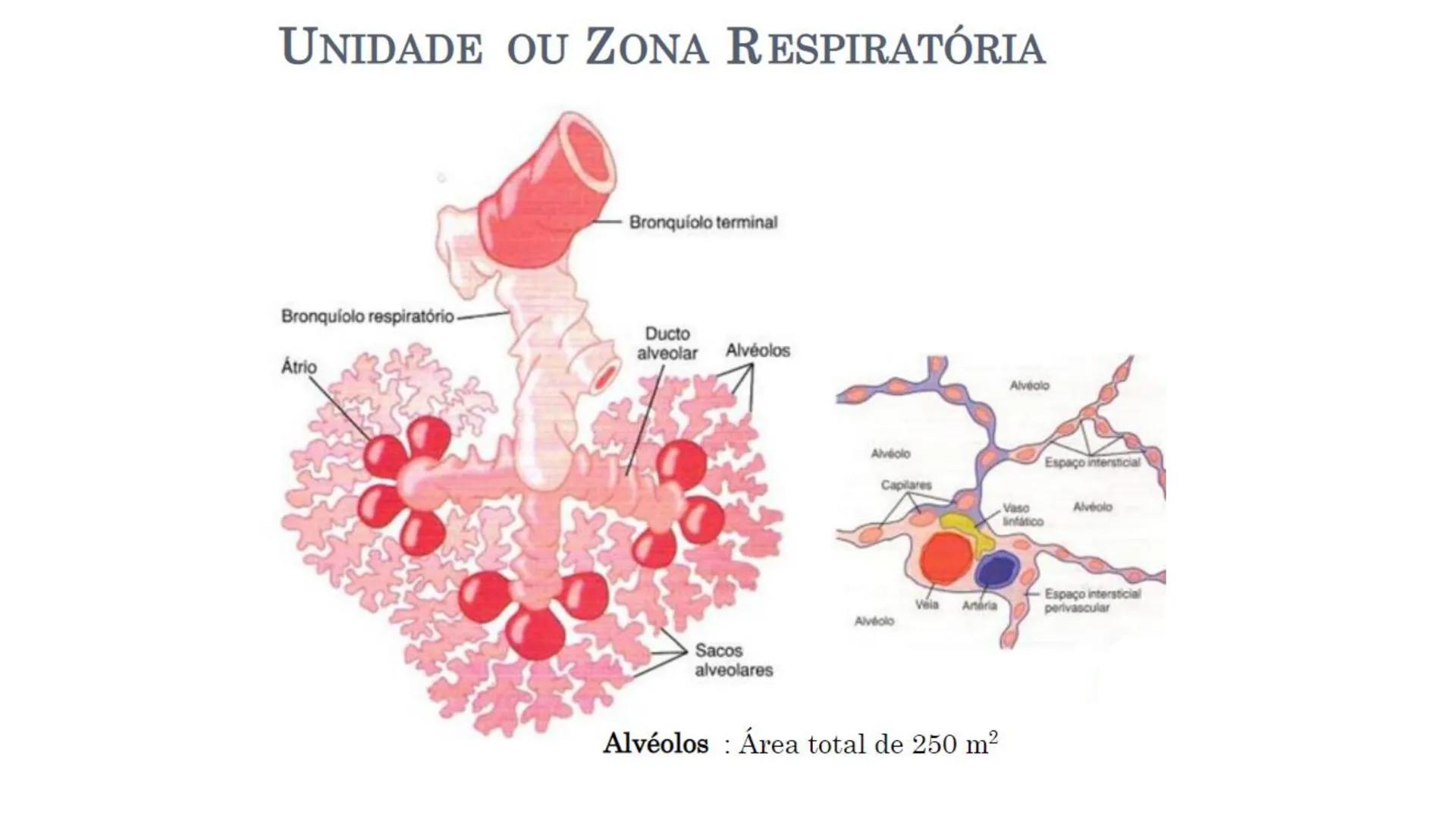 MECÂNICA
DA
RESPIRAÇÃO Referência Bibliográfica
Guyton & Hall
TRATADO DE
Fisiologia
Médica
gen
GUANABARA
KOOGAN
14ª EDIÇÃO
JOHN E. HALL
MI