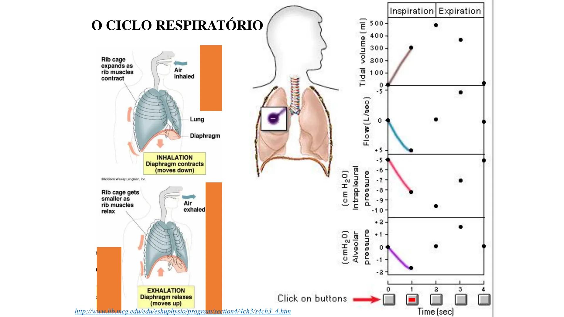 MECÂNICA
DA
RESPIRAÇÃO Referência Bibliográfica
Guyton & Hall
TRATADO DE
Fisiologia
Médica
gen
GUANABARA
KOOGAN
14ª EDIÇÃO
JOHN E. HALL
MI
