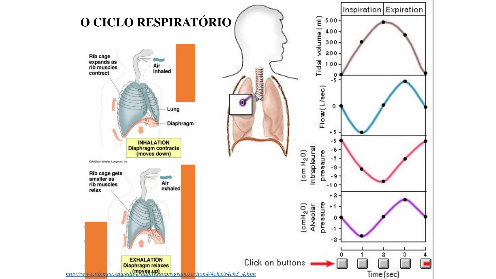 MECÂNICA
DA
RESPIRAÇÃO Referência Bibliográfica
Guyton & Hall
TRATADO DE
Fisiologia
Médica
gen
GUANABARA
KOOGAN
14ª EDIÇÃO
JOHN E. HALL
MI