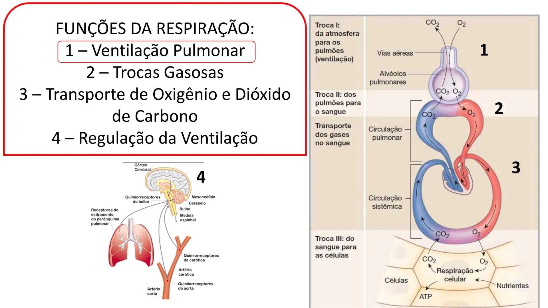 MECÂNICA
DA
RESPIRAÇÃO Referência Bibliográfica
Guyton & Hall
TRATADO DE
Fisiologia
Médica
gen
GUANABARA
KOOGAN
14ª EDIÇÃO
JOHN E. HALL
MI