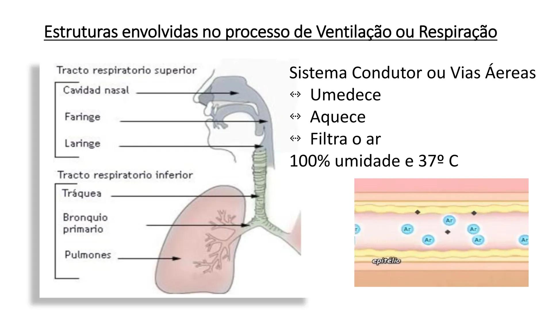 MECÂNICA
DA
RESPIRAÇÃO Referência Bibliográfica
Guyton & Hall
TRATADO DE
Fisiologia
Médica
gen
GUANABARA
KOOGAN
14ª EDIÇÃO
JOHN E. HALL
MI