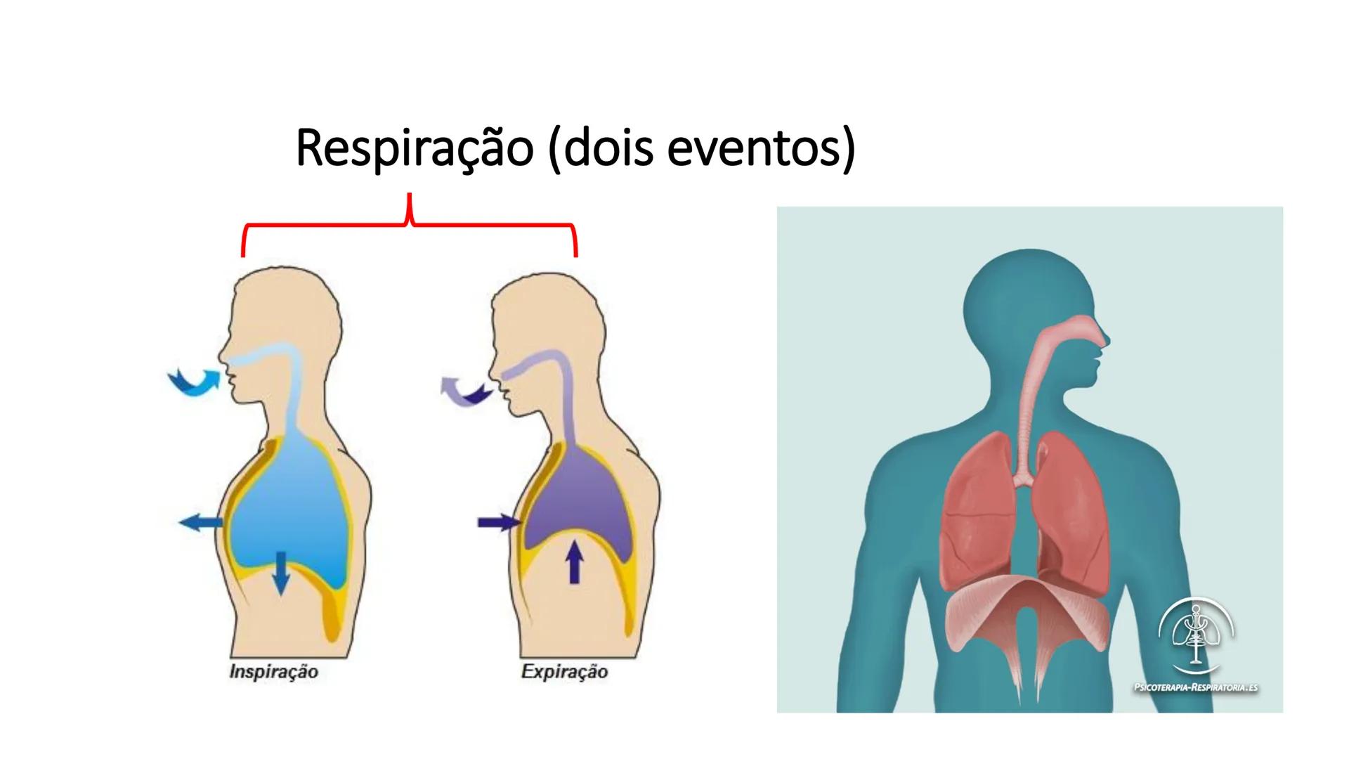 MECÂNICA
DA
RESPIRAÇÃO Referência Bibliográfica
Guyton & Hall
TRATADO DE
Fisiologia
Médica
gen
GUANABARA
KOOGAN
14ª EDIÇÃO
JOHN E. HALL
MI