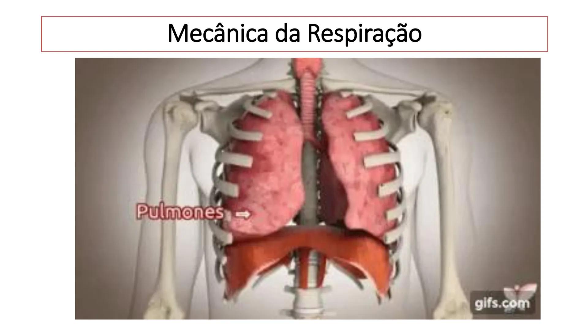 MECÂNICA
DA
RESPIRAÇÃO Referência Bibliográfica
Guyton & Hall
TRATADO DE
Fisiologia
Médica
gen
GUANABARA
KOOGAN
14ª EDIÇÃO
JOHN E. HALL
MI