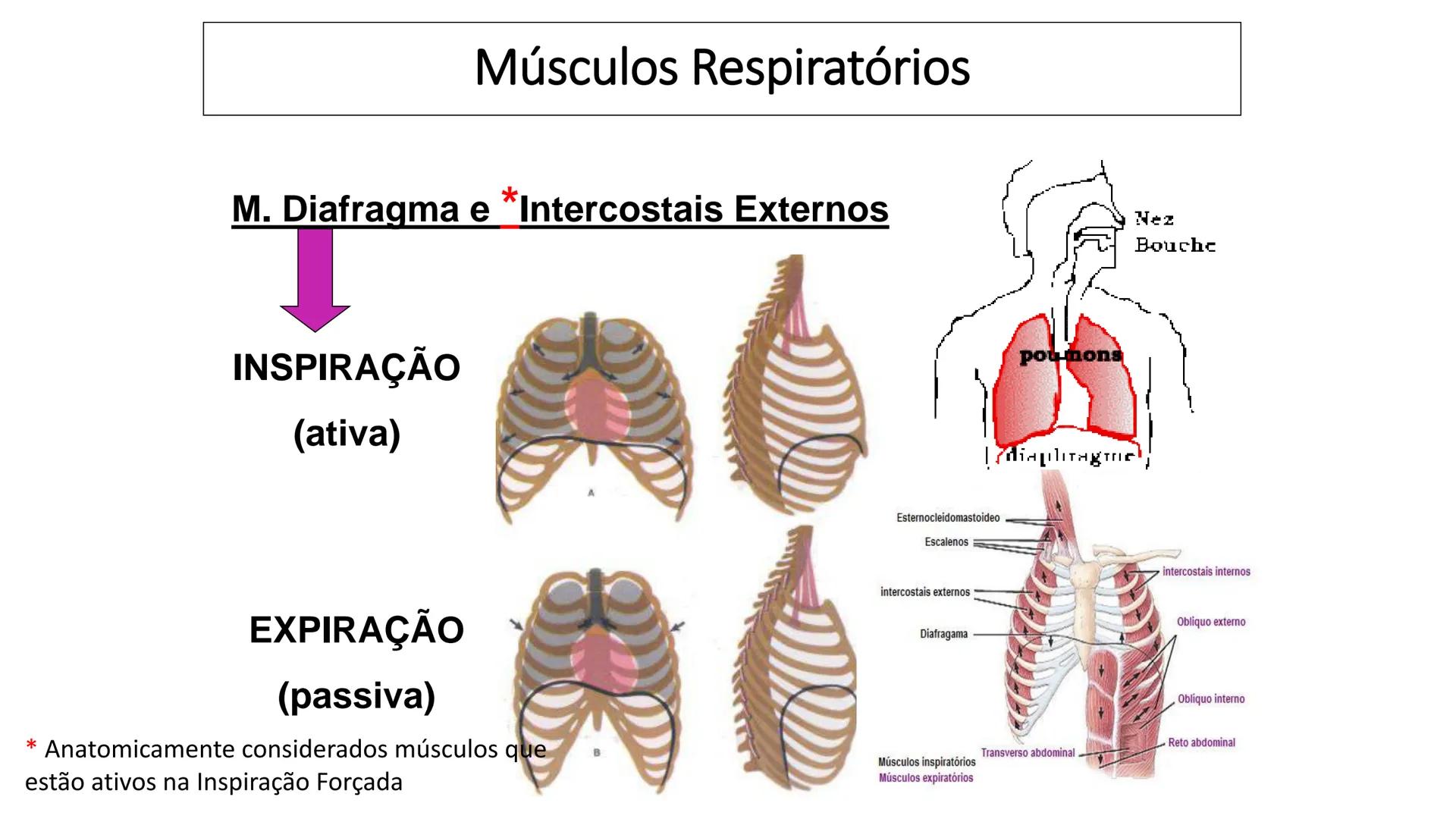 MECÂNICA
DA
RESPIRAÇÃO Referência Bibliográfica
Guyton & Hall
TRATADO DE
Fisiologia
Médica
gen
GUANABARA
KOOGAN
14ª EDIÇÃO
JOHN E. HALL
MI