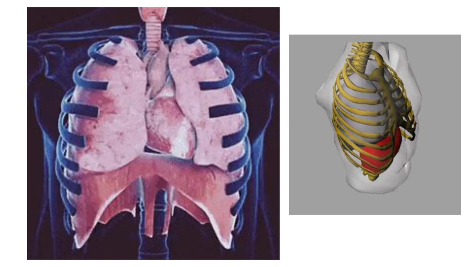 MECÂNICA
DA
RESPIRAÇÃO Referência Bibliográfica
Guyton & Hall
TRATADO DE
Fisiologia
Médica
gen
GUANABARA
KOOGAN
14ª EDIÇÃO
JOHN E. HALL
MI