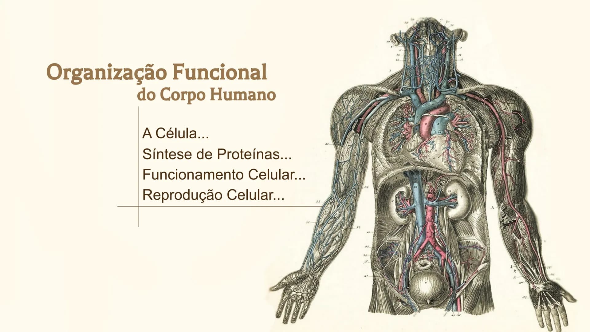 Organização Funcional
do Corpo Humano
A Célula...
Síntese de Proteínas...
Funcionamento Celular...
Reprodução Celular...
CP # Fisiologia hum
