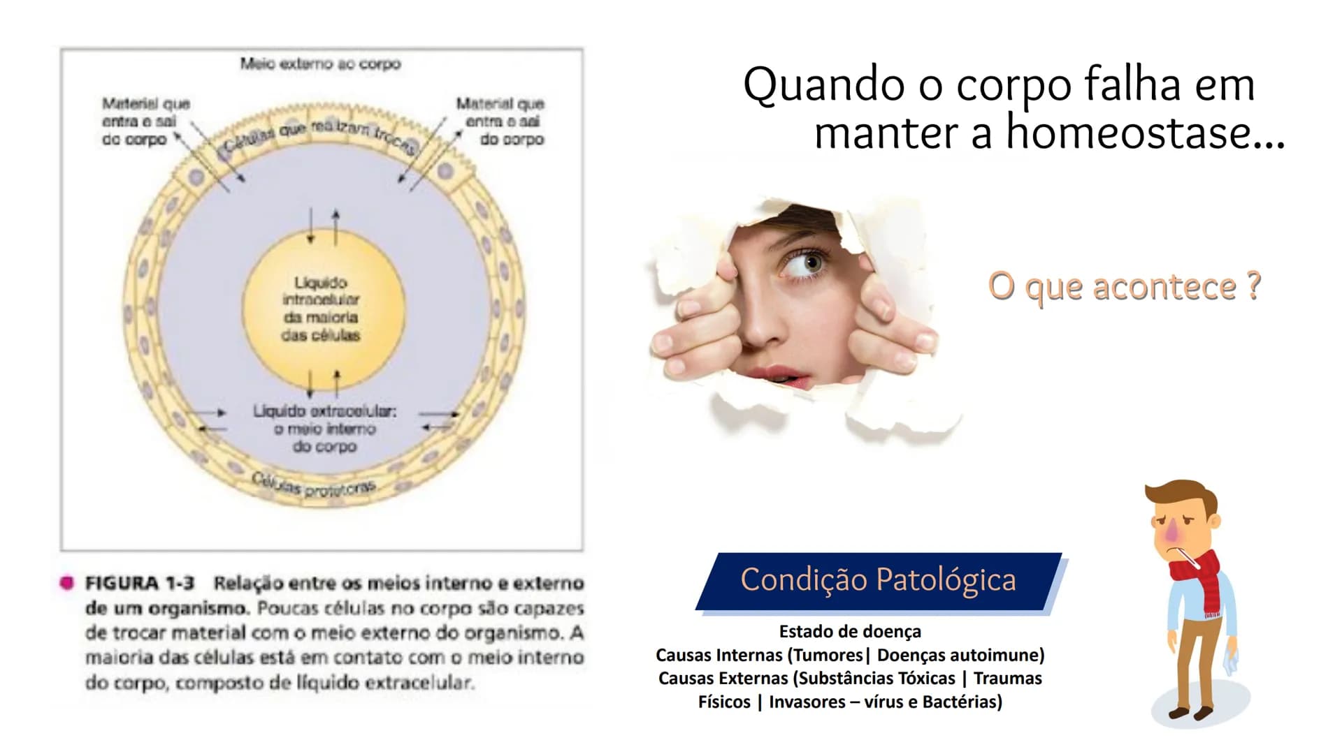 Organização Funcional
do Corpo Humano
A Célula...
Síntese de Proteínas...
Funcionamento Celular...
Reprodução Celular...
CP # Fisiologia hum