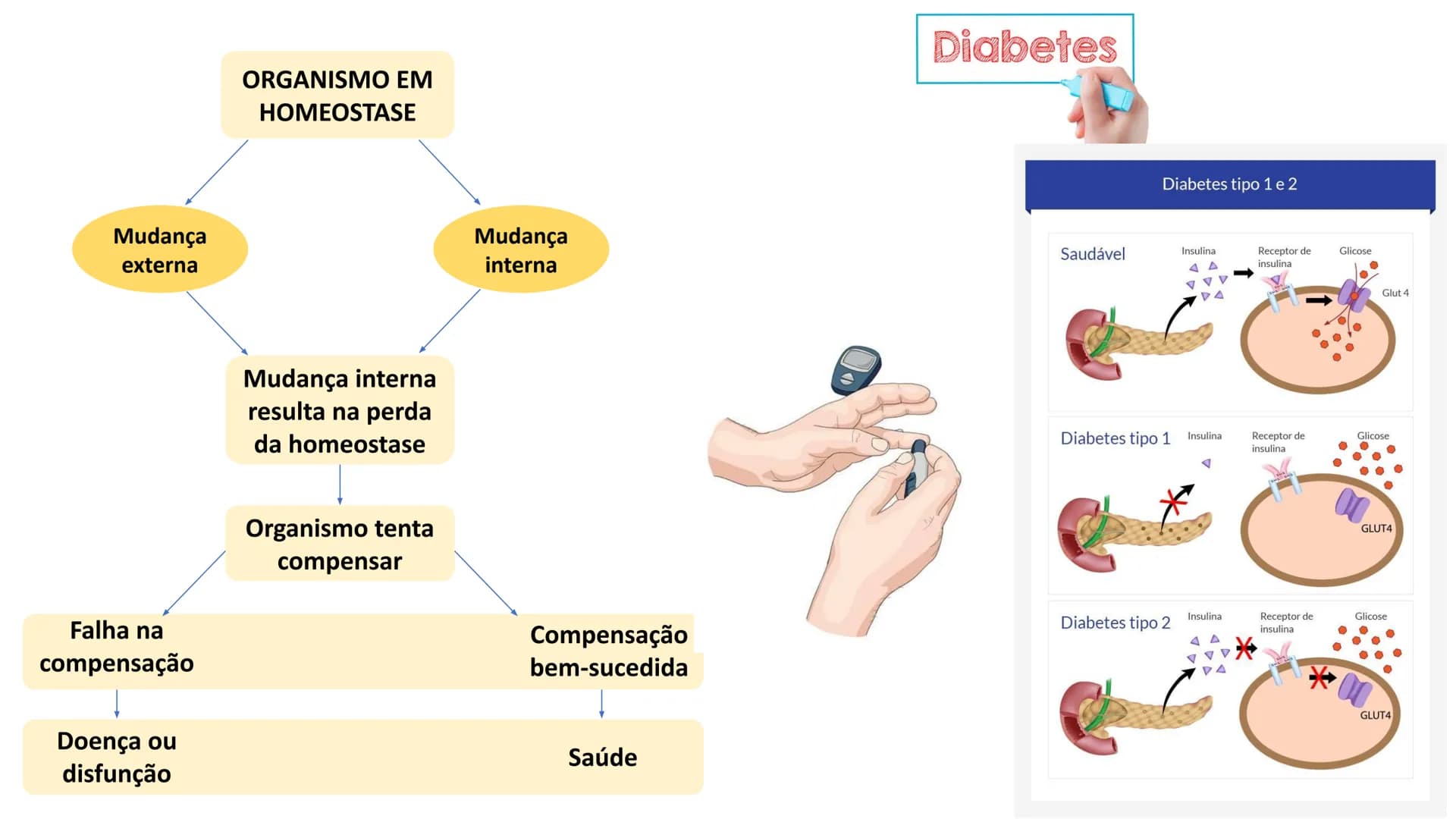 Organização Funcional
do Corpo Humano
A Célula...
Síntese de Proteínas...
Funcionamento Celular...
Reprodução Celular...
CP # Fisiologia hum