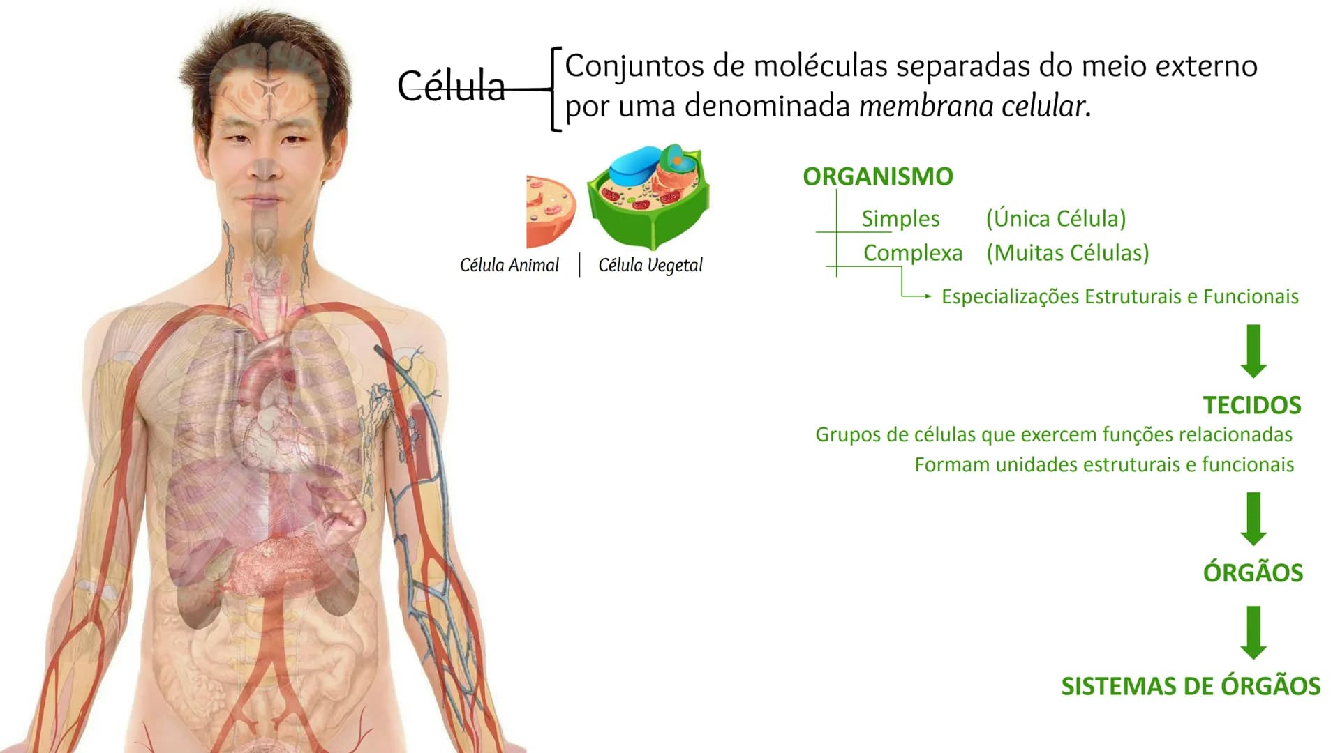Organização Funcional
do Corpo Humano
A Célula...
Síntese de Proteínas...
Funcionamento Celular...
Reprodução Celular...
CP # Fisiologia hum