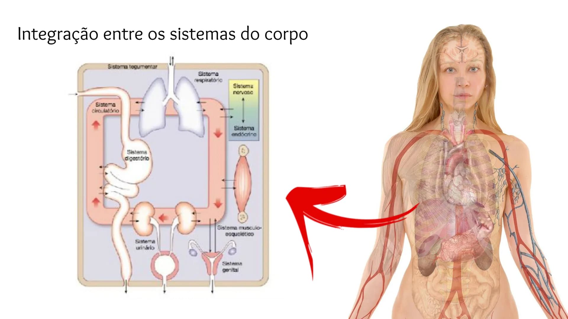 Organização Funcional
do Corpo Humano
A Célula...
Síntese de Proteínas...
Funcionamento Celular...
Reprodução Celular...
CP # Fisiologia hum