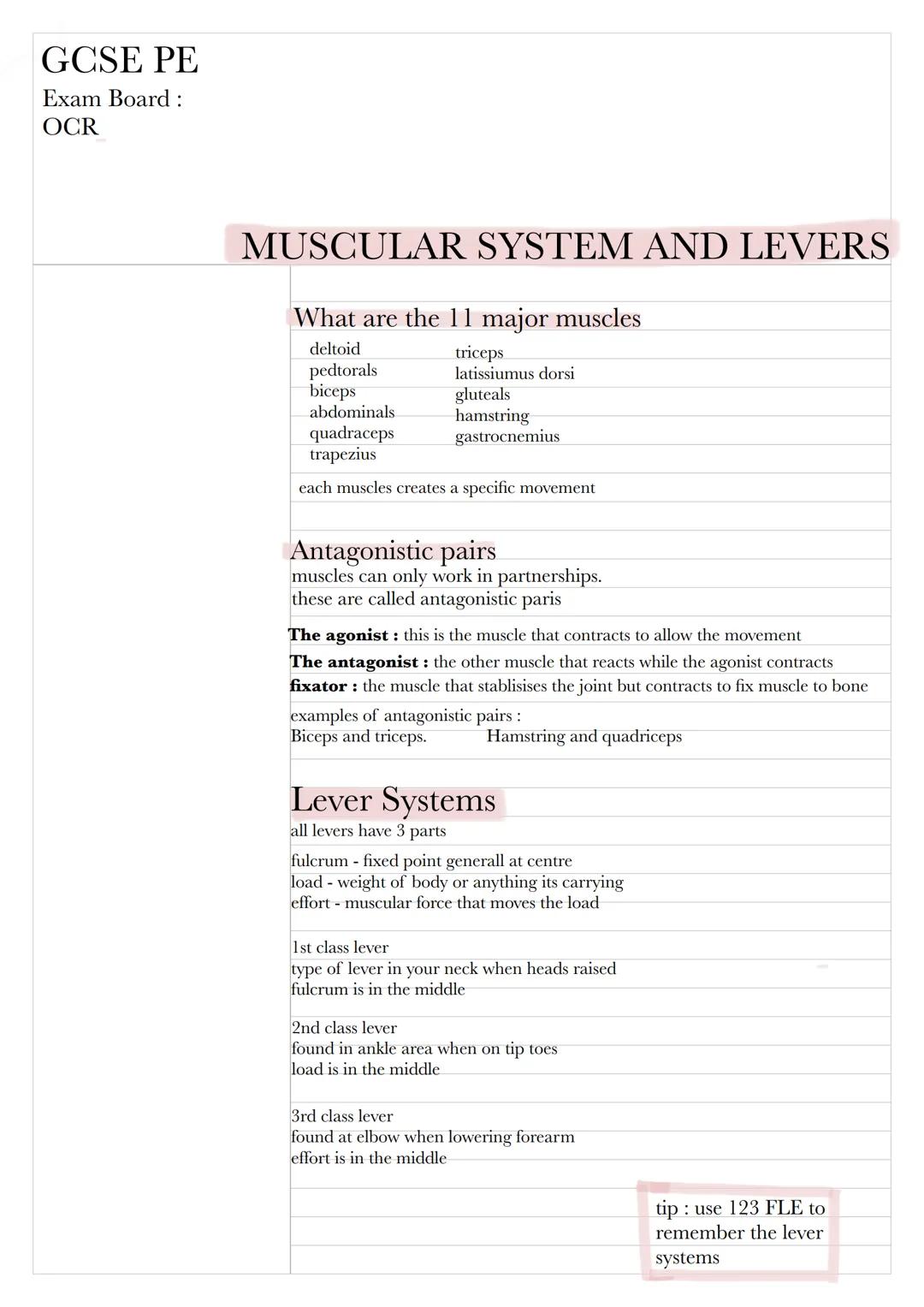 GCSE PE
Exam Board:
OCR
MUSCULAR SYSTEM AND LEVERS
What are the 11 major muscles
deltoid
pedtorals
biceps
triceps
latissiumus dorsi
luteals