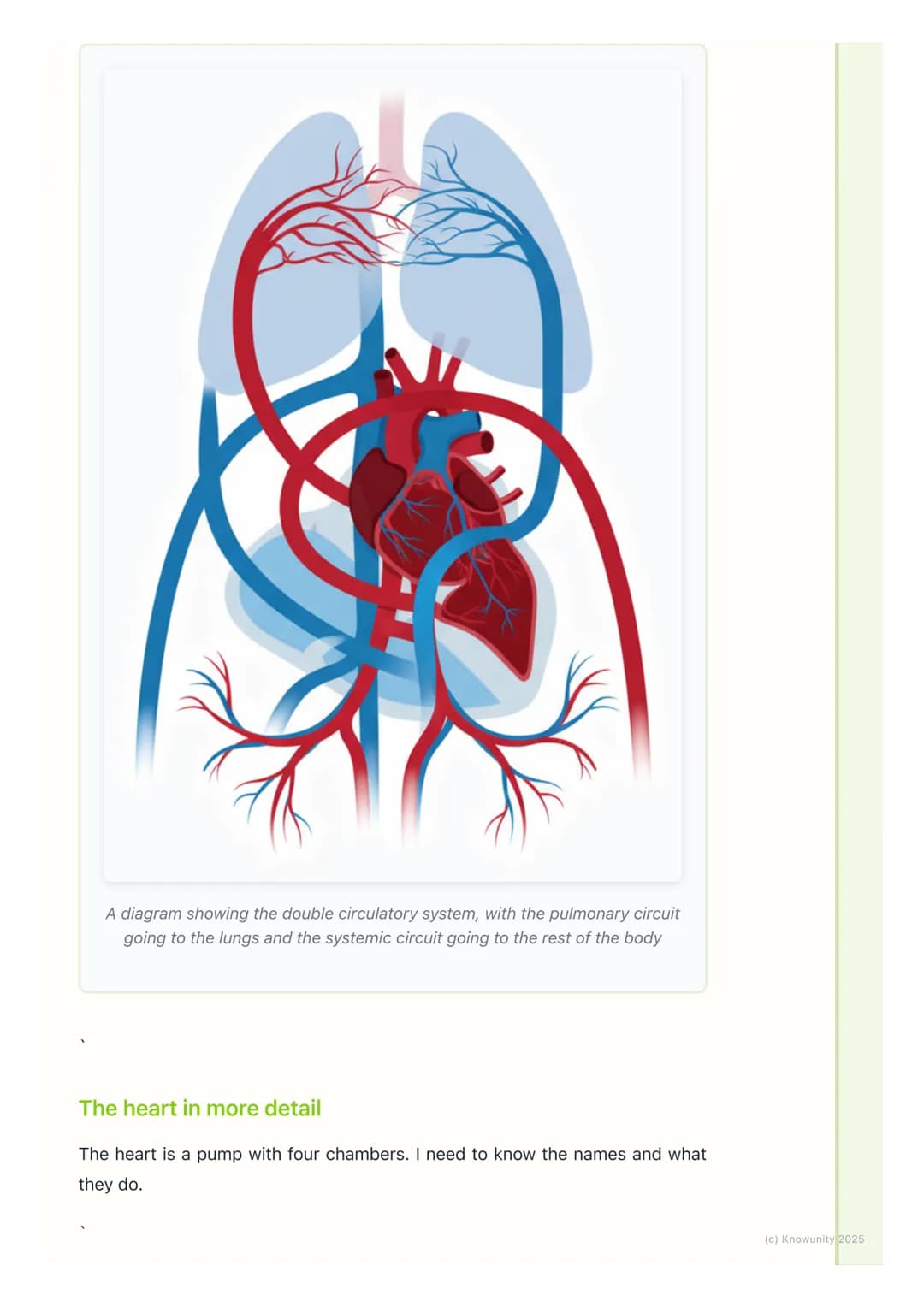 # Circulatory System
What is the circulatory system?
The circulatory system is like the body's transport network. Its main job is to
move