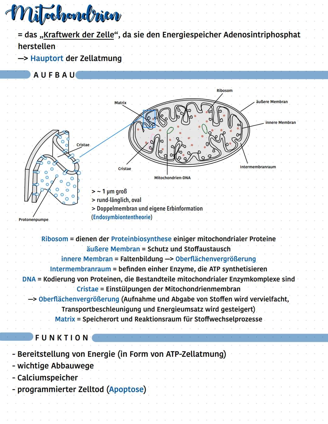 # Mitahondrien
= das „Kraftwerk der Zelle", da sie den Energiespeicher Adenosintriphosphat
herstellen
-> Hauptort der Zellatmung
AUFBAU
