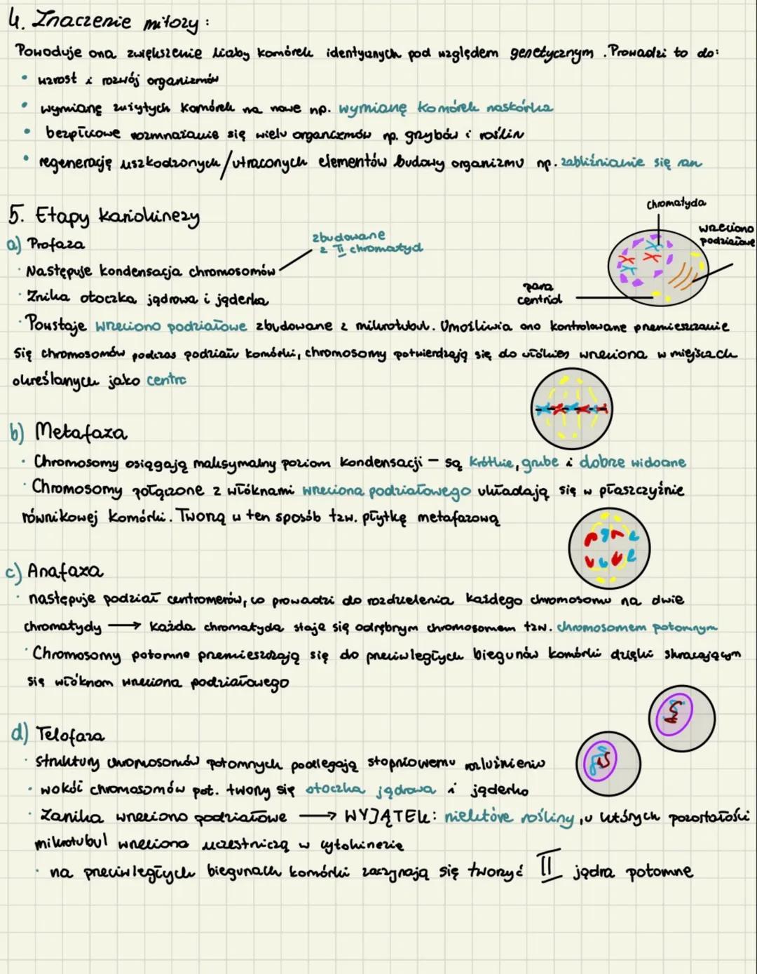 # cyku komórkowy mitoza
1. Cylel komórkowy trwa od momentu powstania Komórki od momentu jej podziału na II komórki
potomne. Można w nim wyr