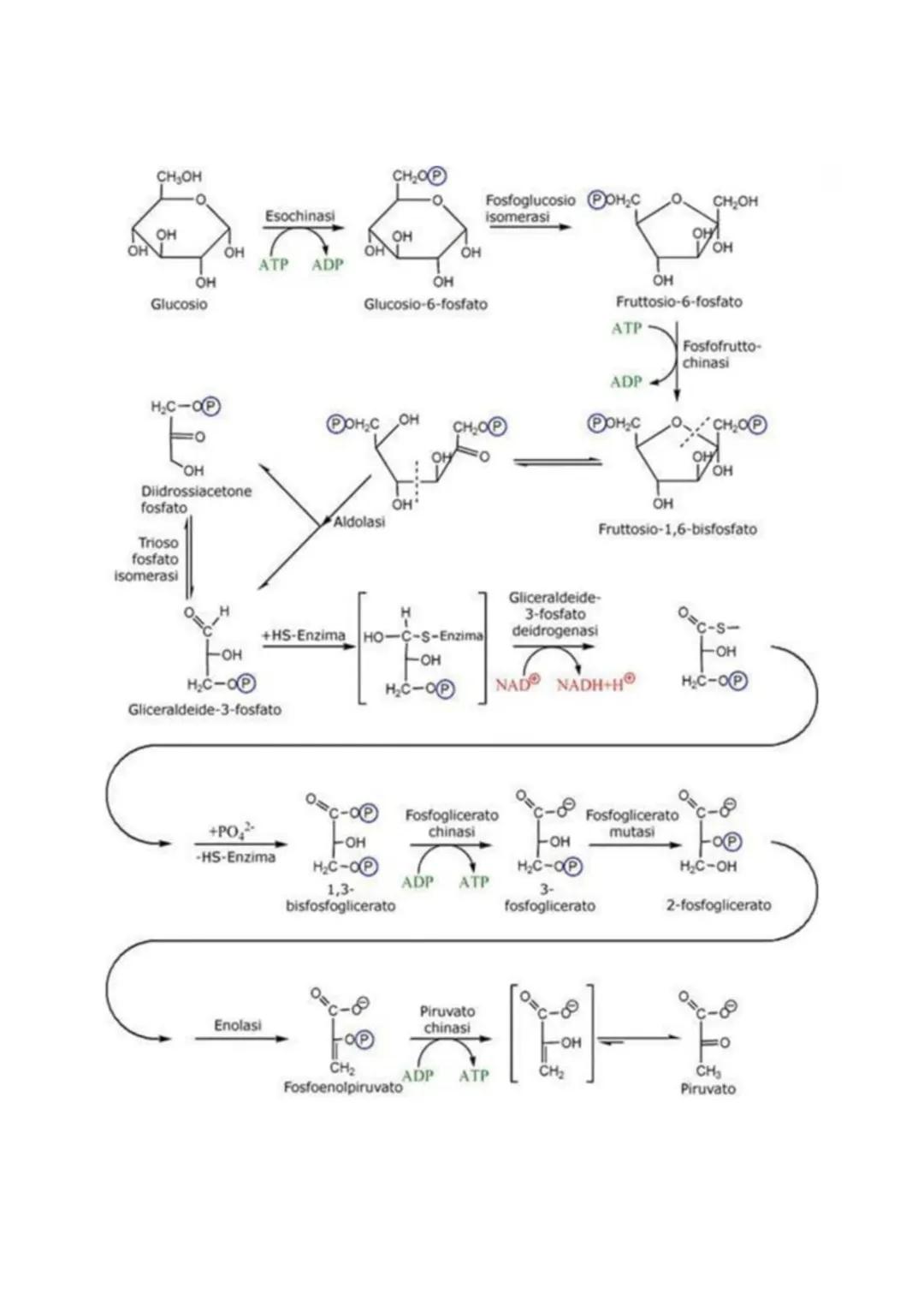 METABOLISMO ENERGETICO
Il metabolismo energetico è un'attività cellulare altamente coordinata a cui partecipano milioni di reazioni che
svol