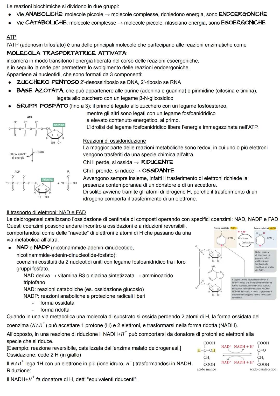 METABOLISMO ENERGETICO
Il metabolismo energetico è un'attività cellulare altamente coordinata a cui partecipano milioni di reazioni che
svol