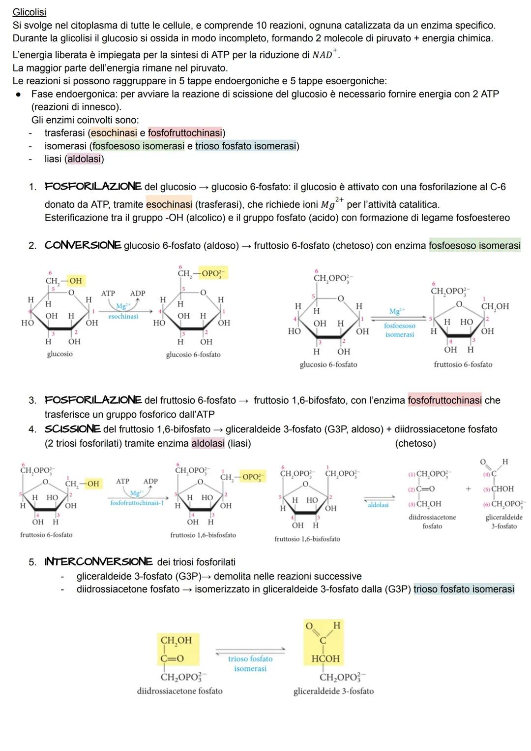 METABOLISMO ENERGETICO
Il metabolismo energetico è un'attività cellulare altamente coordinata a cui partecipano milioni di reazioni che
svol
