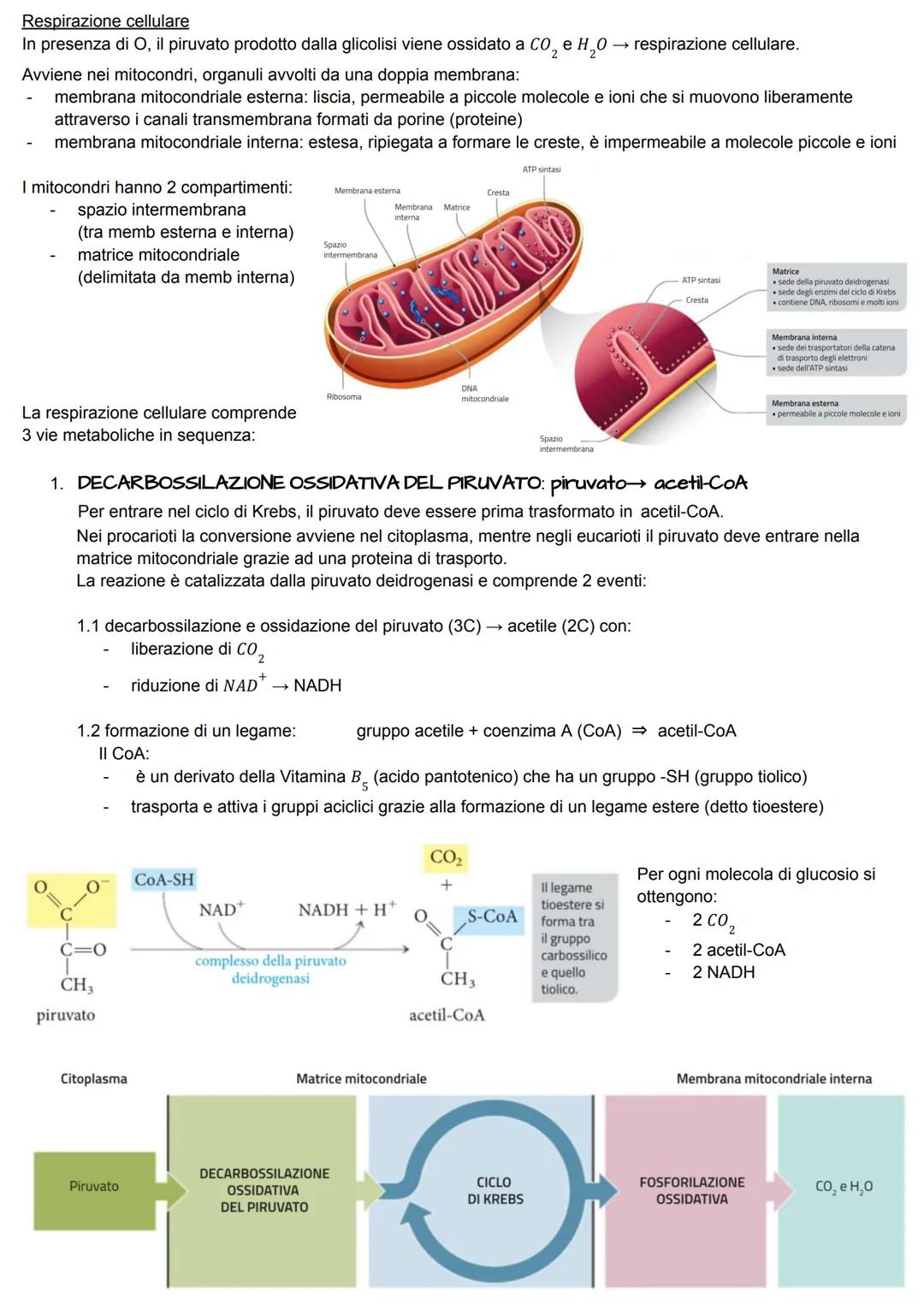 METABOLISMO ENERGETICO
Il metabolismo energetico è un'attività cellulare altamente coordinata a cui partecipano milioni di reazioni che
svol