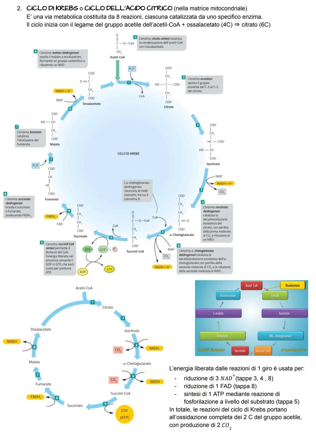 METABOLISMO ENERGETICO
Il metabolismo energetico è un'attività cellulare altamente coordinata a cui partecipano milioni di reazioni che
svol