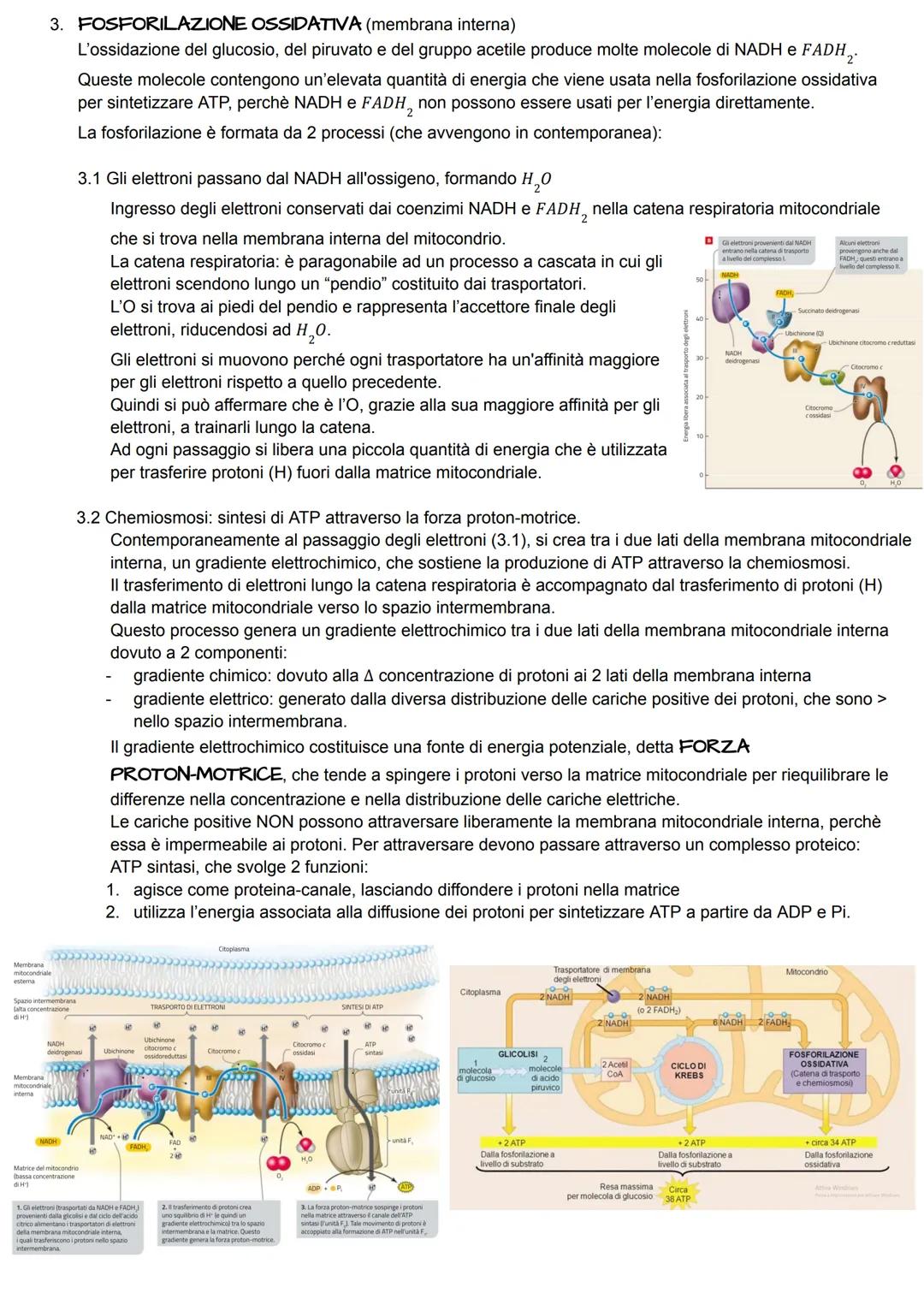 METABOLISMO ENERGETICO
Il metabolismo energetico è un'attività cellulare altamente coordinata a cui partecipano milioni di reazioni che
svol
