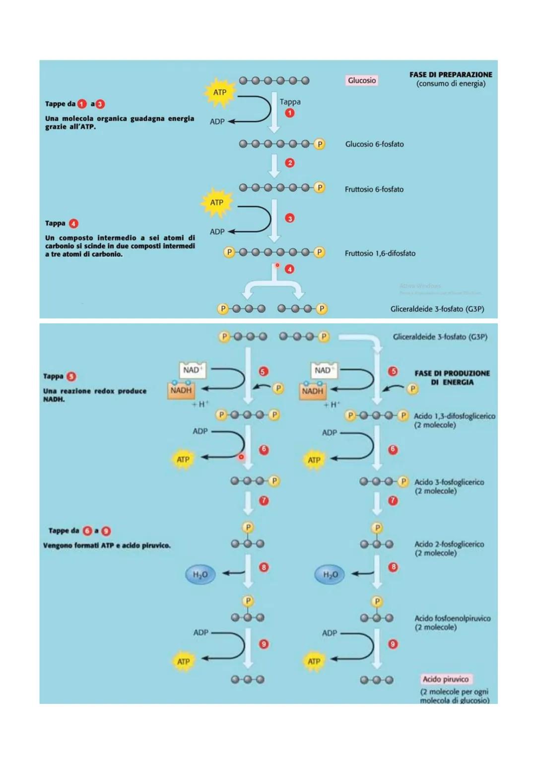 METABOLISMO ENERGETICO
Il metabolismo energetico è un'attività cellulare altamente coordinata a cui partecipano milioni di reazioni che
svol