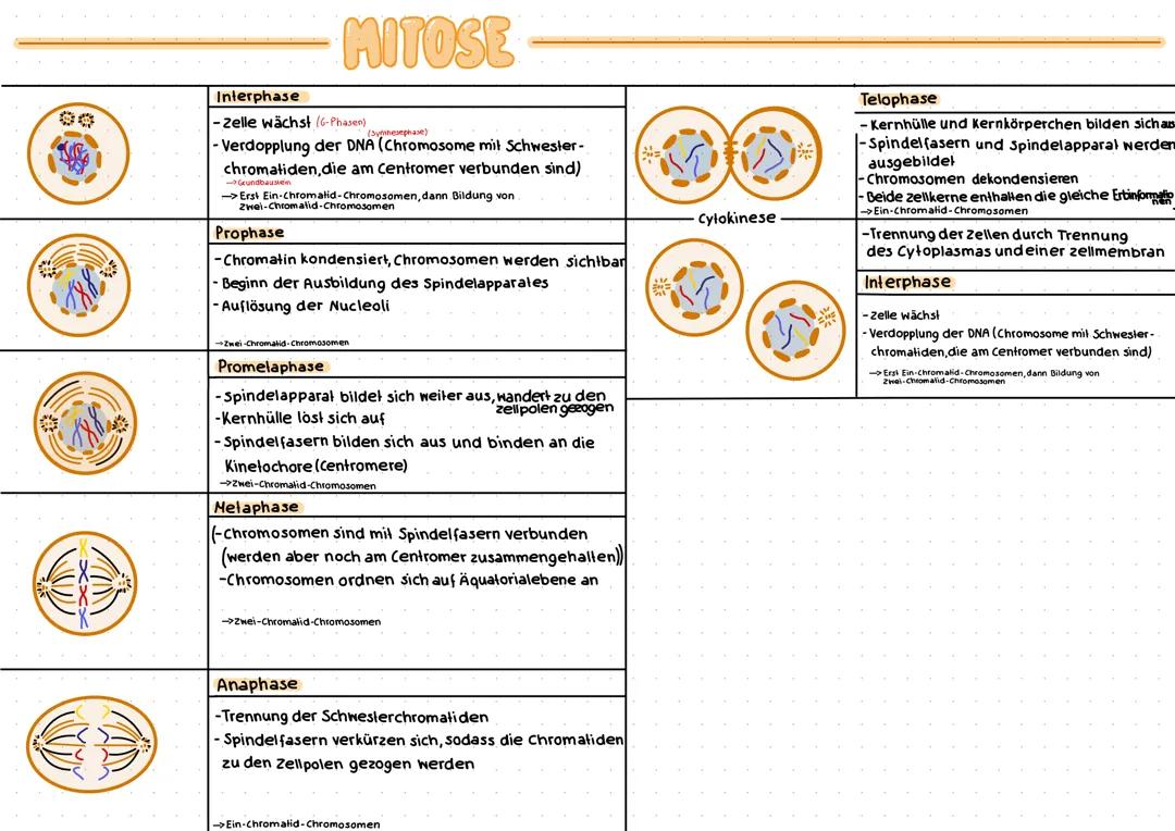 Mitose, Meiose Zellbiologie