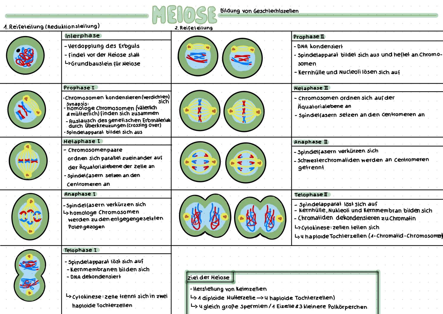 XXX
# MITOSE
## Interphase
- zelle wächst (6-Phasen)
(Synthesephase)
- Verdopplung der DNA (Chromosome mit Schwester-
chromatiden, die am