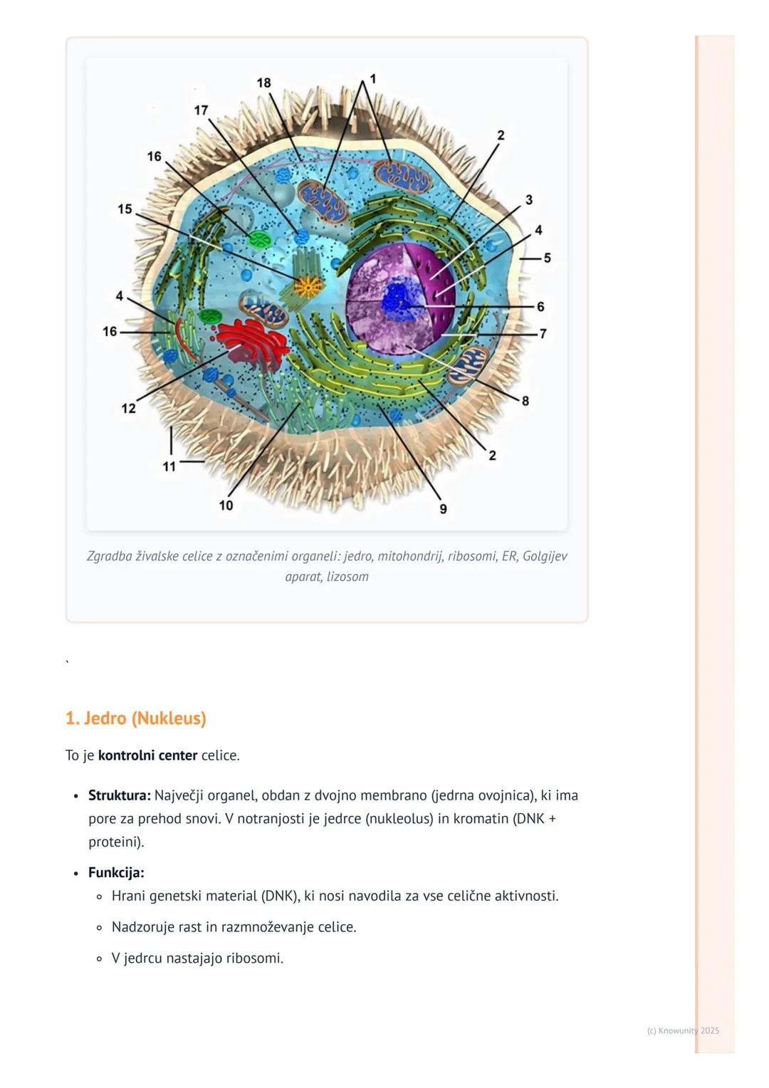 # Celični organeli in njihove funkcije
Uvod v celične organele
Celični organeli so kot majhni "organi" znotraj celice. Vsak ima svojo spec