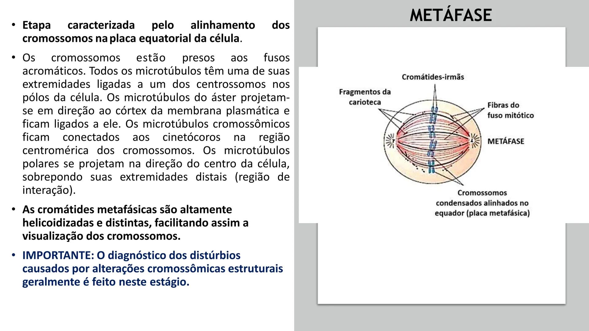 # UGB CENTRO UNIVERSITÁRIO GERALDO DI BIASE
# FERP CURSO DE BIOMEDICINA
# BIOLOGIA CELULAR
# E HISTOLOGIA
# CICLO E DIVISÃO CELULAR
# Pro