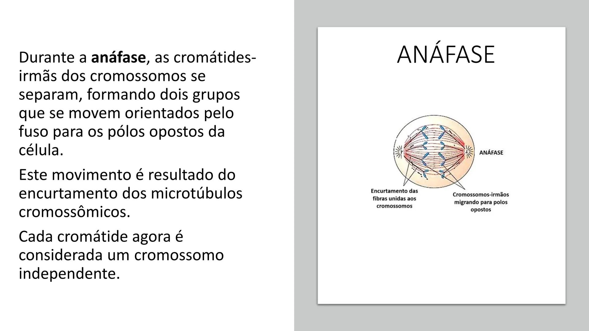 # UGB CENTRO UNIVERSITÁRIO GERALDO DI BIASE
# FERP CURSO DE BIOMEDICINA
# BIOLOGIA CELULAR
# E HISTOLOGIA
# CICLO E DIVISÃO CELULAR
# Pro
