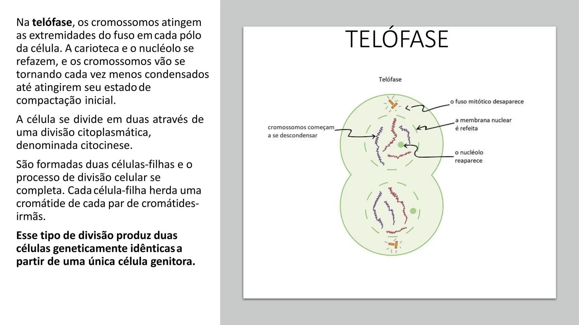 # UGB CENTRO UNIVERSITÁRIO GERALDO DI BIASE
# FERP CURSO DE BIOMEDICINA
# BIOLOGIA CELULAR
# E HISTOLOGIA
# CICLO E DIVISÃO CELULAR
# Pro