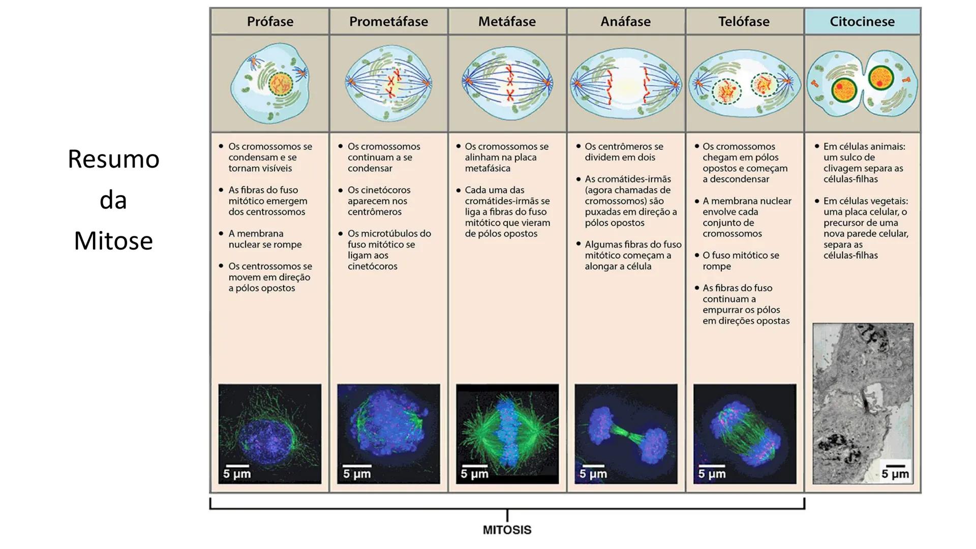 # UGB CENTRO UNIVERSITÁRIO GERALDO DI BIASE
# FERP CURSO DE BIOMEDICINA
# BIOLOGIA CELULAR
# E HISTOLOGIA
# CICLO E DIVISÃO CELULAR
# Pro