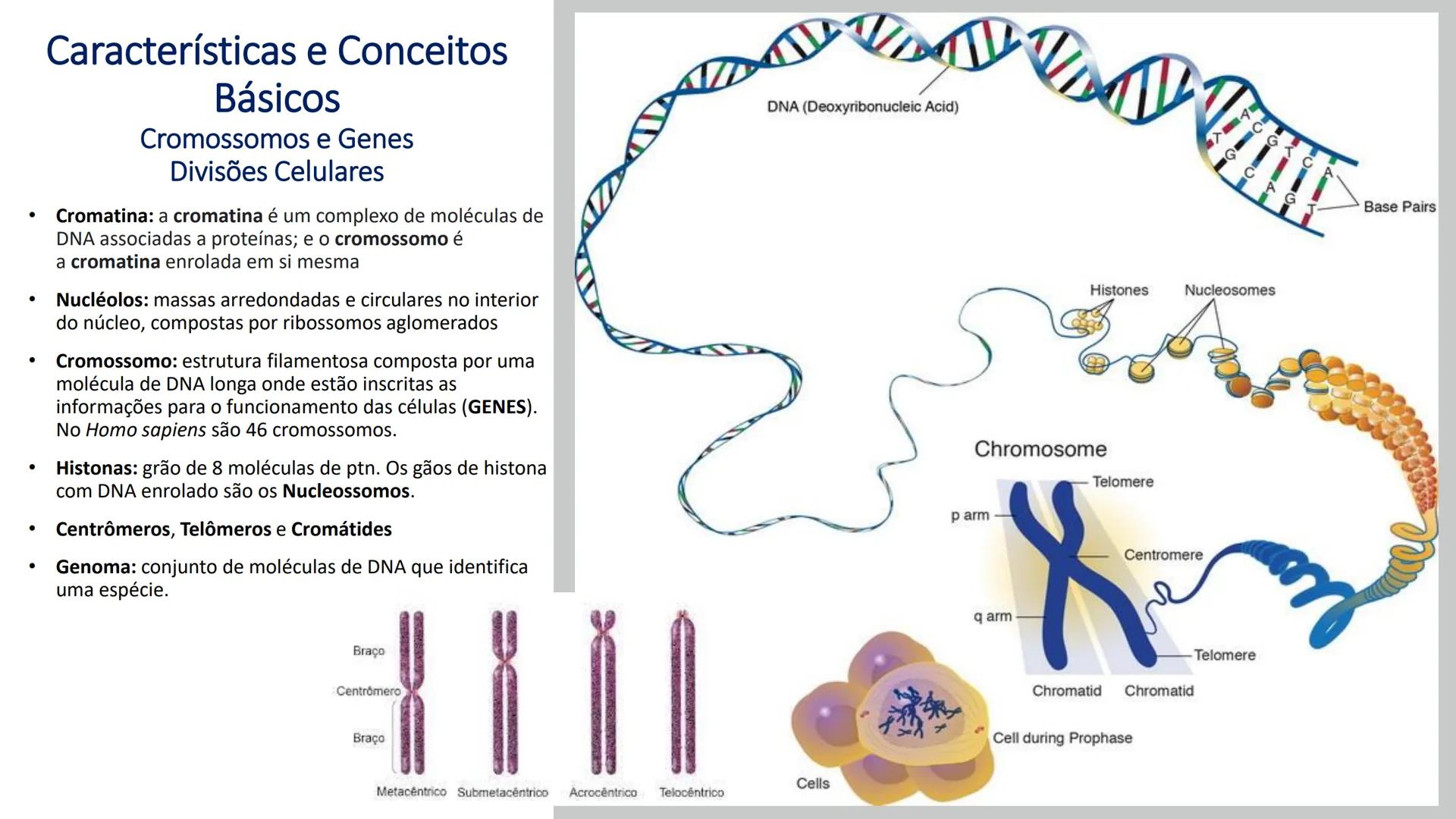 # UGB CENTRO UNIVERSITÁRIO GERALDO DI BIASE
# FERP CURSO DE BIOMEDICINA
# BIOLOGIA CELULAR
# E HISTOLOGIA
# CICLO E DIVISÃO CELULAR
# Pro