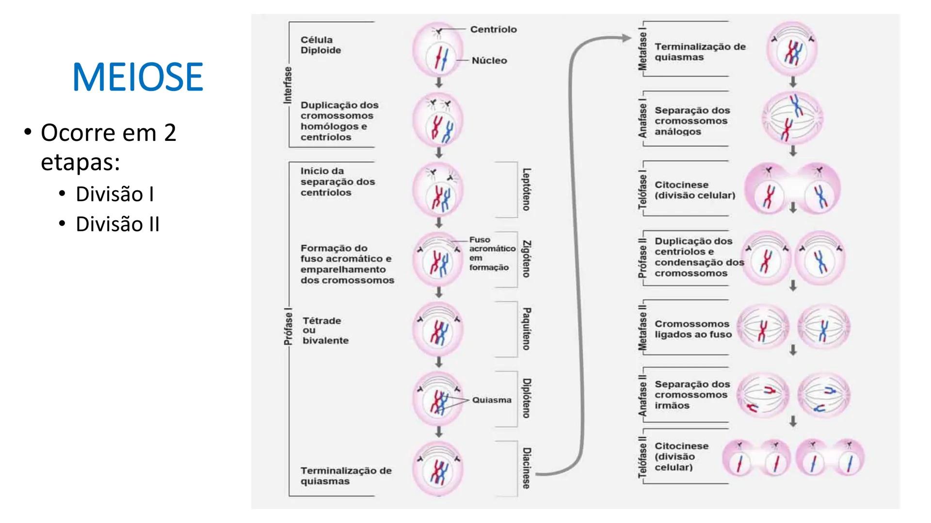 # UGB CENTRO UNIVERSITÁRIO GERALDO DI BIASE
# FERP CURSO DE BIOMEDICINA
# BIOLOGIA CELULAR
# E HISTOLOGIA
# CICLO E DIVISÃO CELULAR
# Pro