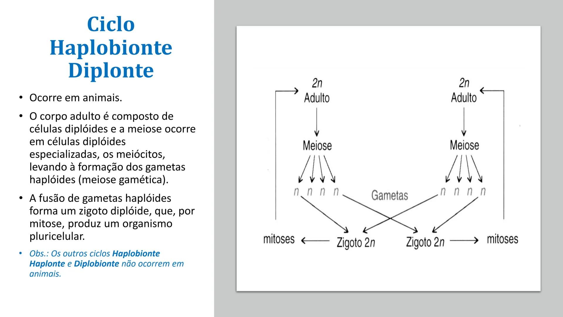 # UGB CENTRO UNIVERSITÁRIO GERALDO DI BIASE
# FERP CURSO DE BIOMEDICINA
# BIOLOGIA CELULAR
# E HISTOLOGIA
# CICLO E DIVISÃO CELULAR
# Pro