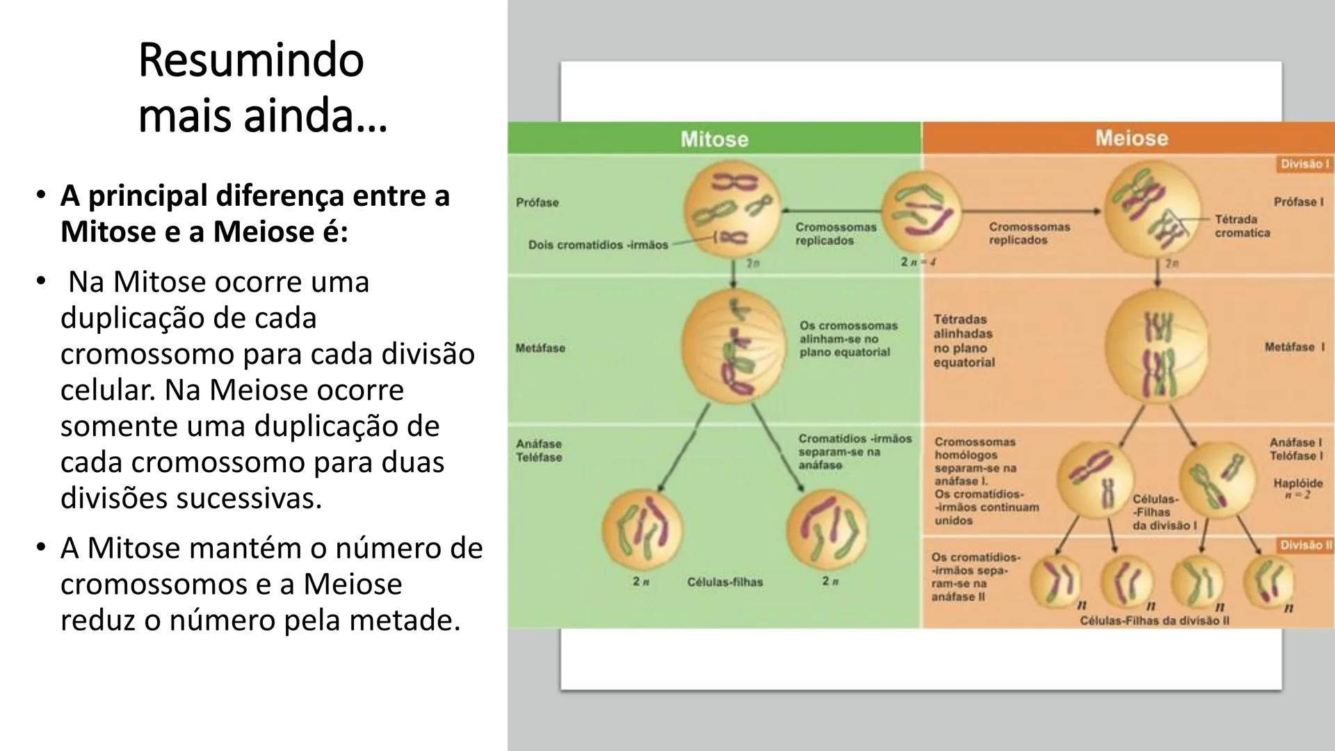 # UGB CENTRO UNIVERSITÁRIO GERALDO DI BIASE
# FERP CURSO DE BIOMEDICINA
# BIOLOGIA CELULAR
# E HISTOLOGIA
# CICLO E DIVISÃO CELULAR
# Pro