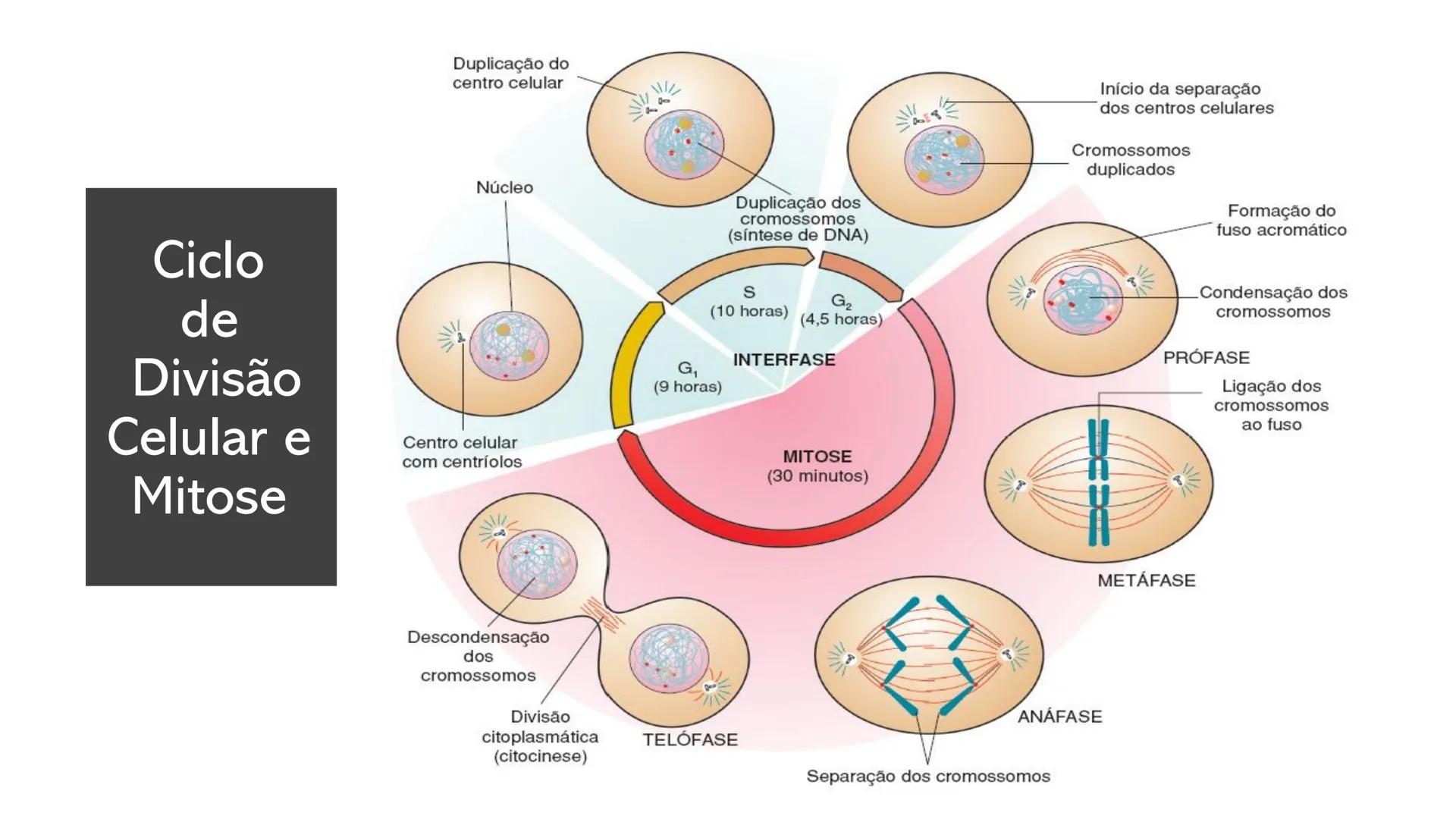 # UGB CENTRO UNIVERSITÁRIO GERALDO DI BIASE
# FERP CURSO DE BIOMEDICINA
# BIOLOGIA CELULAR
# E HISTOLOGIA
# CICLO E DIVISÃO CELULAR
# Pro