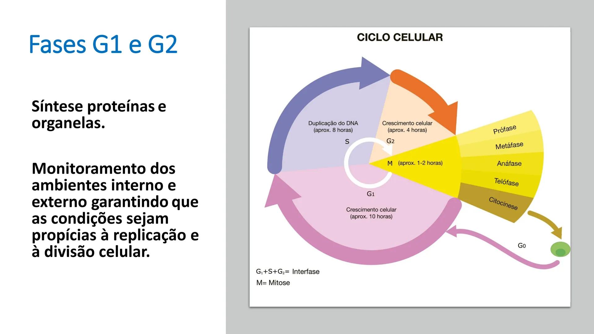 # UGB CENTRO UNIVERSITÁRIO GERALDO DI BIASE
# FERP CURSO DE BIOMEDICINA
# BIOLOGIA CELULAR
# E HISTOLOGIA
# CICLO E DIVISÃO CELULAR
# Pro