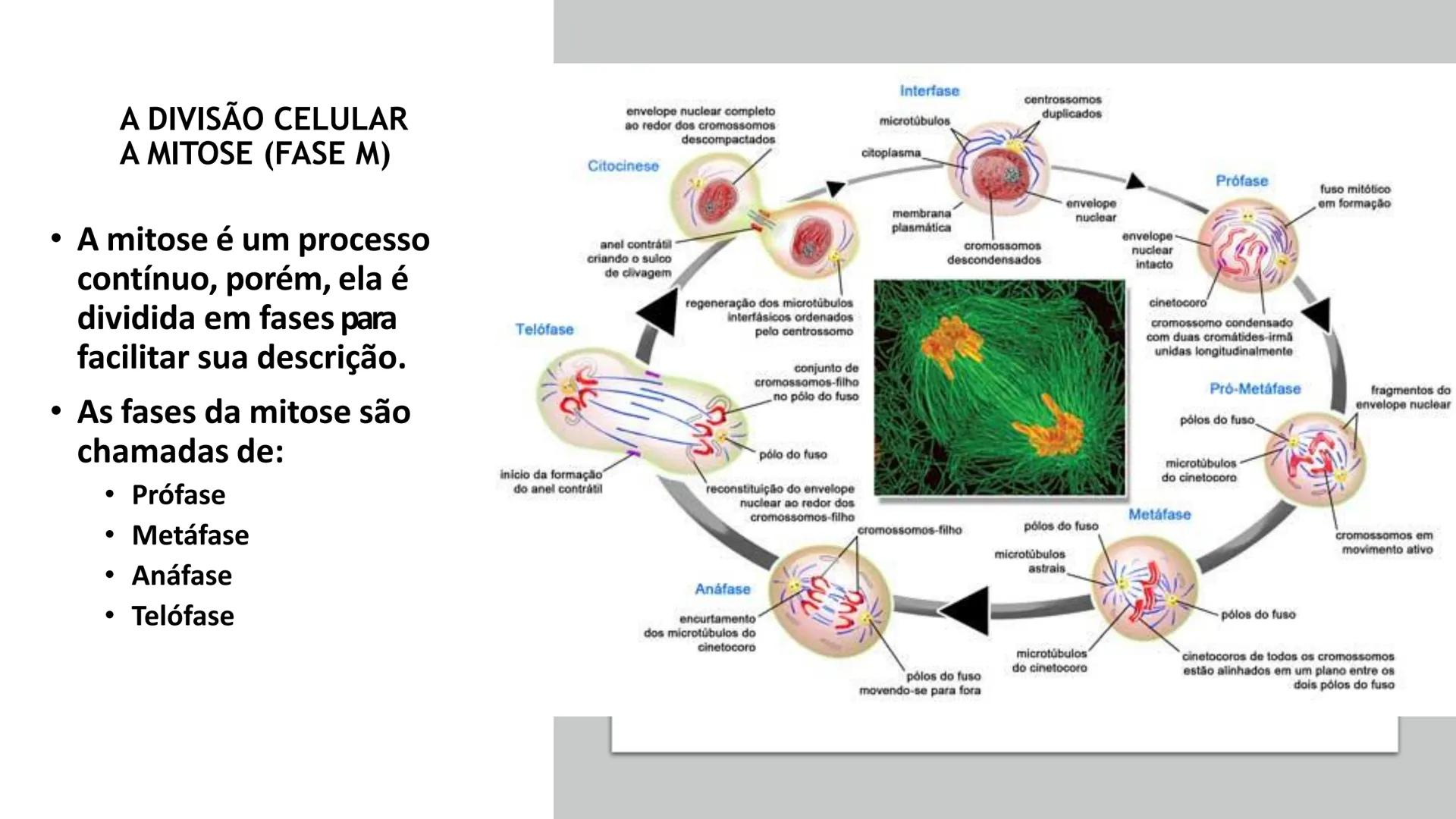 # UGB CENTRO UNIVERSITÁRIO GERALDO DI BIASE
# FERP CURSO DE BIOMEDICINA
# BIOLOGIA CELULAR
# E HISTOLOGIA
# CICLO E DIVISÃO CELULAR
# Pro