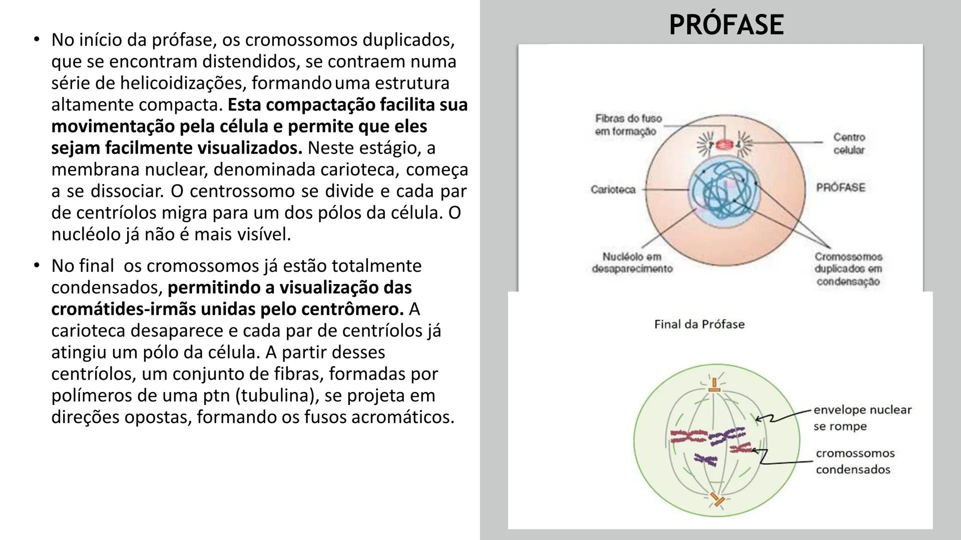 # UGB CENTRO UNIVERSITÁRIO GERALDO DI BIASE
# FERP CURSO DE BIOMEDICINA
# BIOLOGIA CELULAR
# E HISTOLOGIA
# CICLO E DIVISÃO CELULAR
# Pro